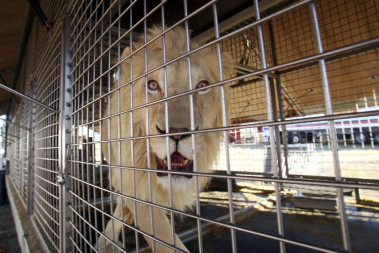 Ativistas alertam para maus-tratos animais, circo diz que os trata com festinhas