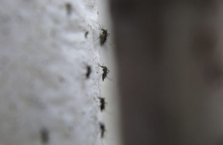 Brasil teve 1,94 milhões de casos de dengue, chikungunya e zika em 2016