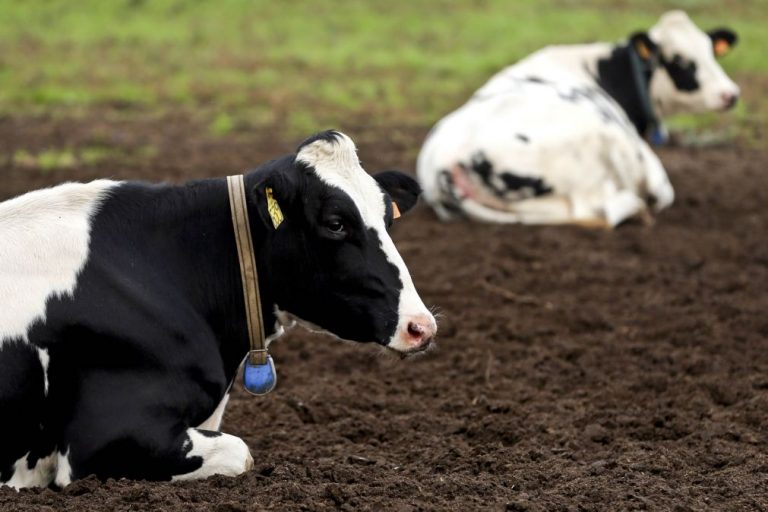 Produtores de leite e carne pedem mais apoios ao setor da pecuária