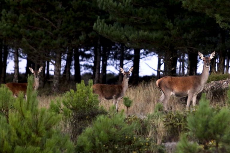 Universidade de Aveiro considera que reintrodução de veados na Serra da Lousã travou extinção da espécie