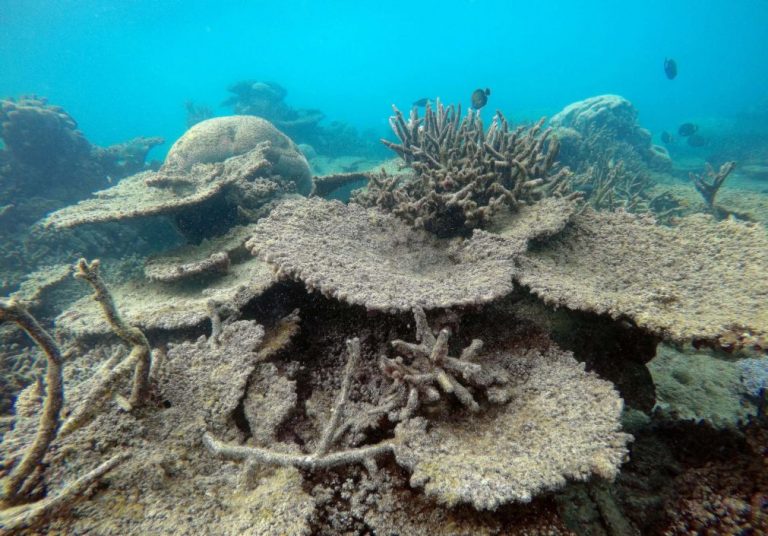 Mais de 70% do maior recife de coral do Japão morreu em 2016