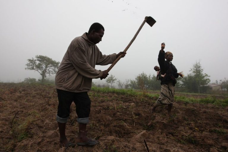 Banco Mundial desembolsa 216 milhões de euros para agricultura em Moçambique