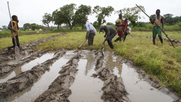 Produção de arroz na Guiné-Bissau subiu 9% em 2016 face ao ano anterior - FAO
