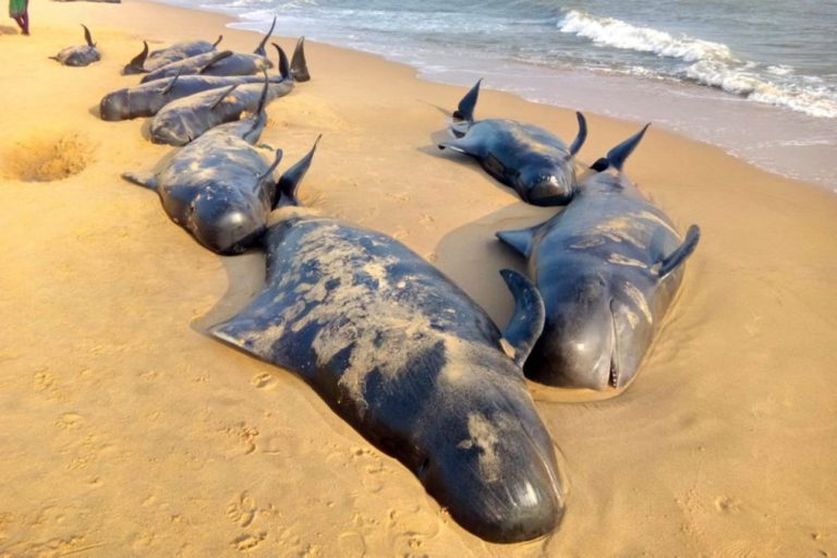 Encontradas cerca de 300 baleias mortas na Nova Zelândia