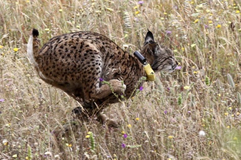 Casal de linces solto na natureza inaugura época de libertação 2017 em Mértola