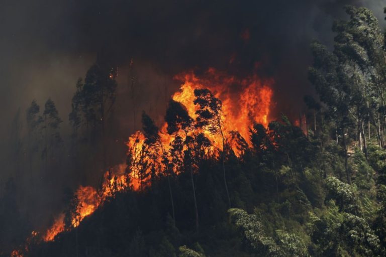Arouca lança petição apelando a novas estratégias de combate aos fogos florestais