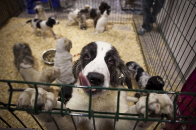 Novo estatuto jurídico dos animais é publicado em DR e começa a 1 de maio