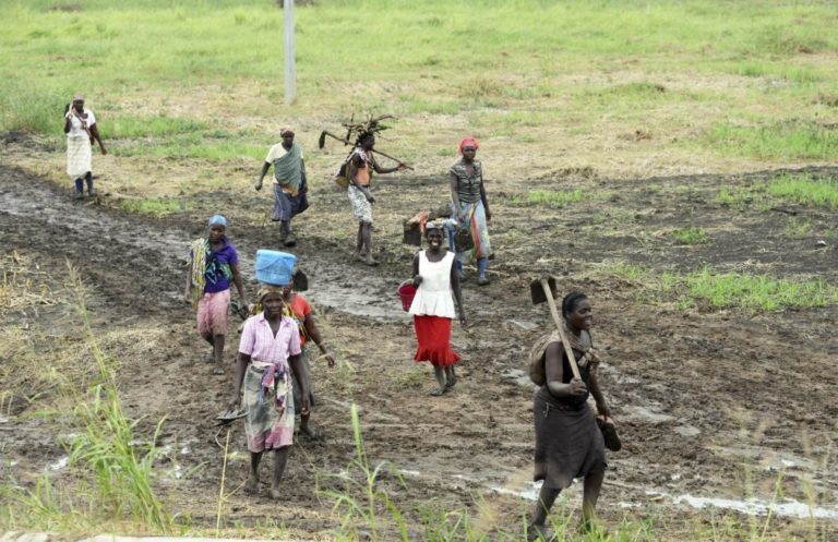 Cerca de 900 hectares de culturas diversas dadas como perdidas em distrito do sul de Moçambique