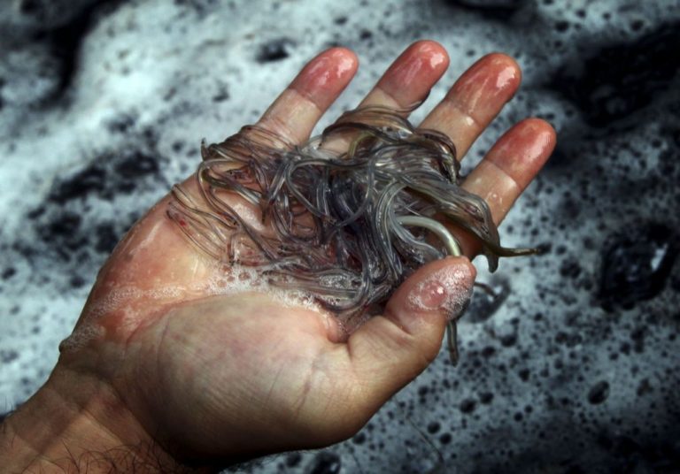 Polícia Marítima apreende material destinado à pesca do meixão na Praia da Vieira (Leiria)