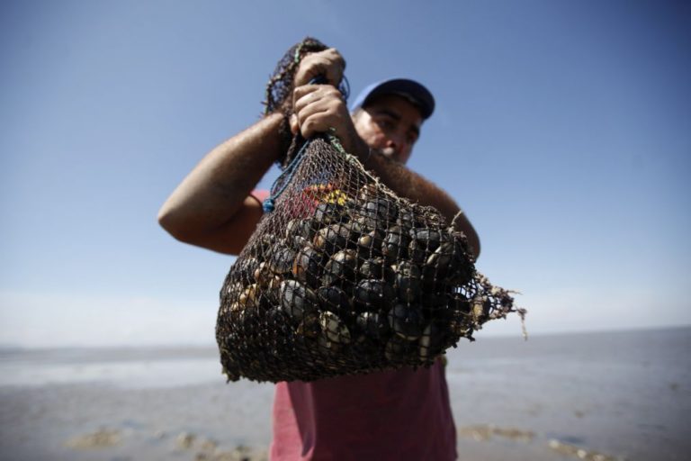 Mariscadores vão ter formação em práticas com menos impacto na natureza