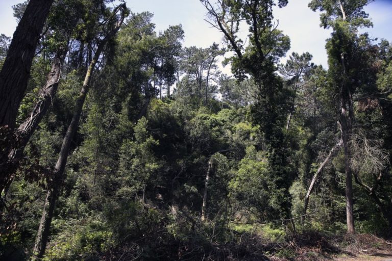 Presidente da República promulga diploma sobre entidades de gestão florestal