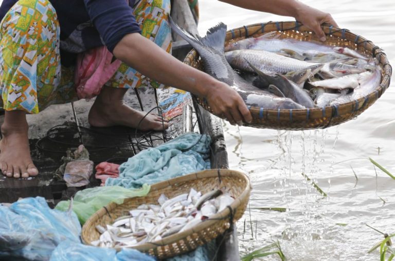 Consumo de peixe na gravidez não protege a criança de doenças respiratórias - estudo