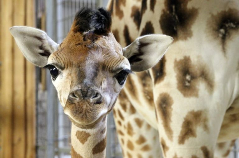 Milhões de pessoas assistem online a parto de girafa em Nova Iorque