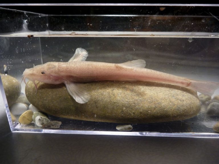 Descoberto primeiro peixe de caverna europeu