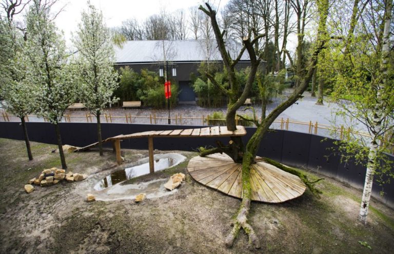 Casal de pandas da China chega à Holanda
