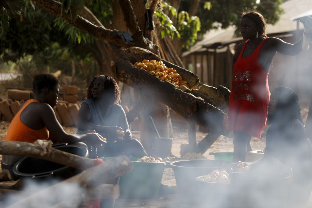 Campanha de caju já criou 12 mil postos de trabalho na Guiné-Bissau – Governo