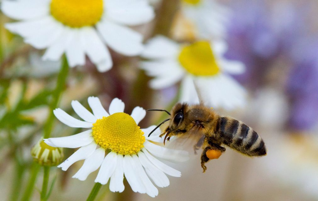 Alerta tendência Pérolas aos seus pés