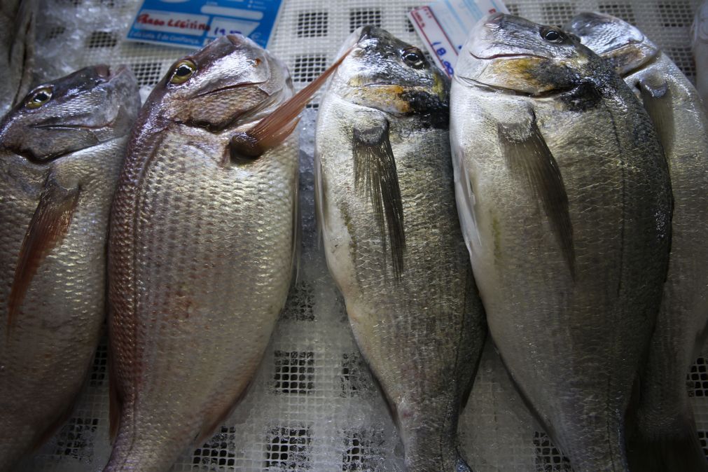 Maioria de pescado comido em Portugal e Mediterrâneo é importado, segundo WWF