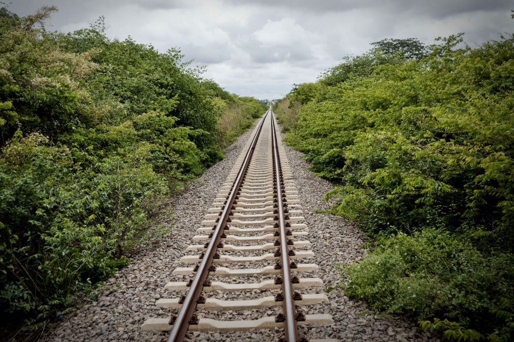 Queda de uma árvore interrompe circulação ferroviária na Linha do Norte