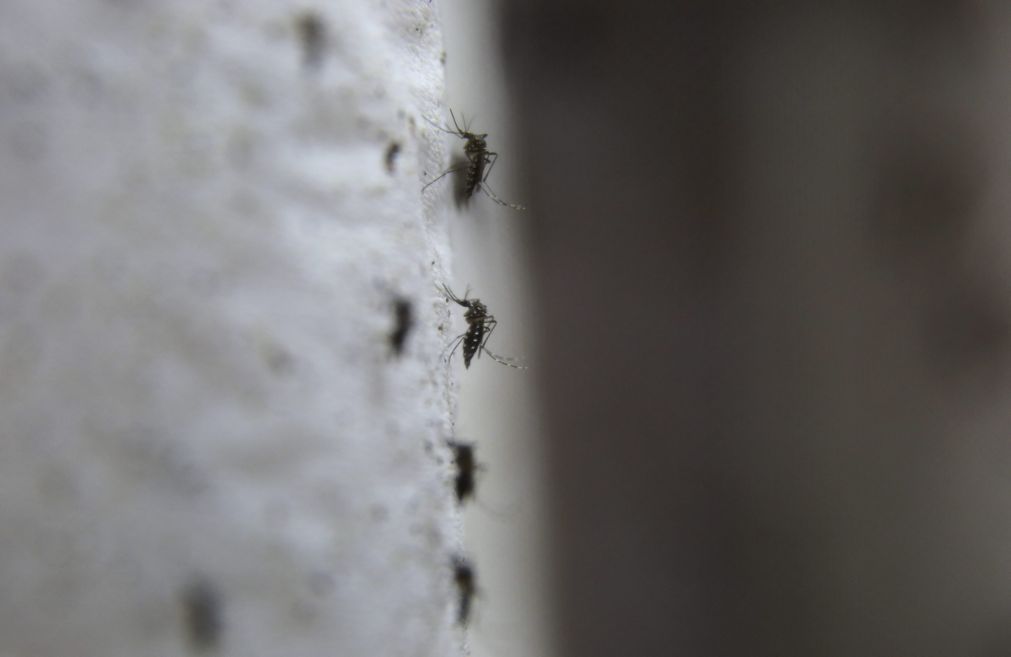 Casos de dengue, vírus Zika e chikungunya diminuem 89% no Brasil