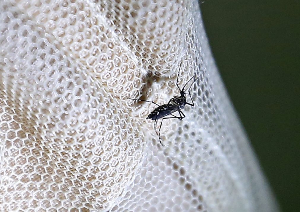 Cientistas chineses apontam que mutação pode ter acelerado a proliferação do vírus zika