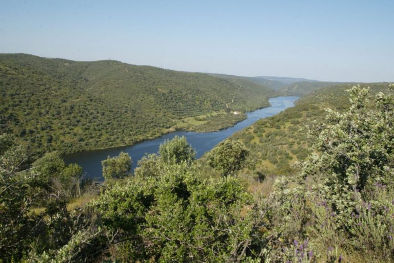 GNR registou no ano passado 308 infrações em parques naturais
