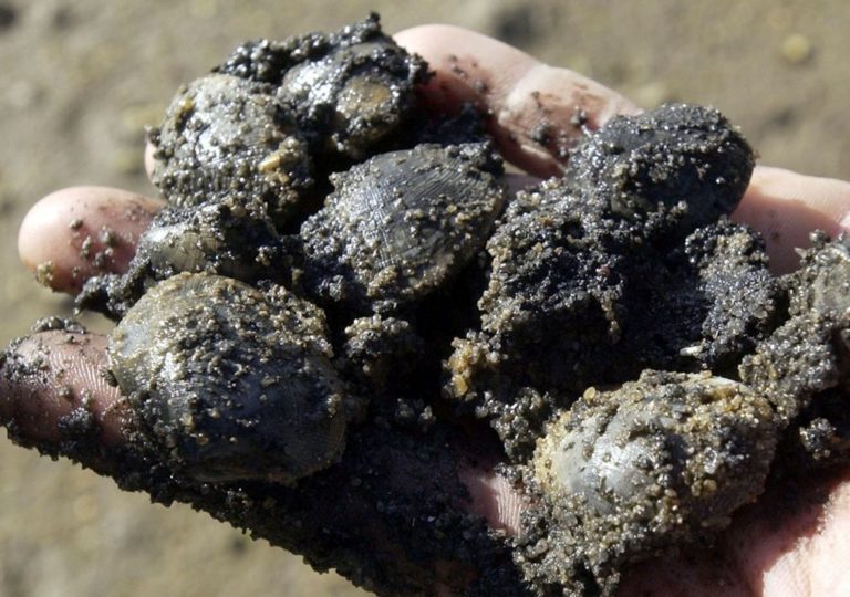 Apreendidos mais de 200 quilos de bivalves em operação da ASAE em todo o país