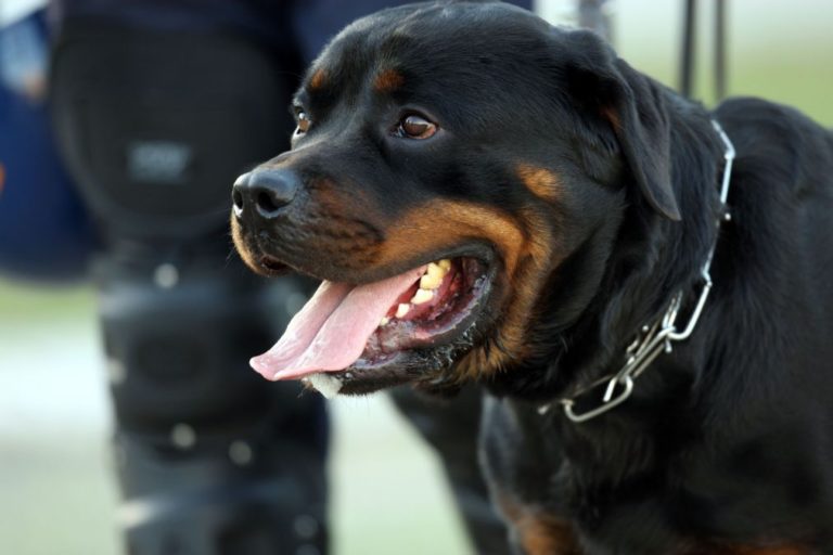 Cão que atacou criança em Matosinhos deverá ser entregue a uma força policial