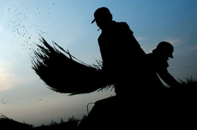 Ano agrícola em Angola garante 70% das necessidades de cereais