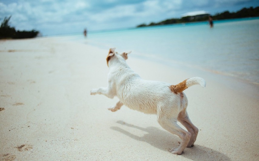 Férias com o cão? Só o deixa trás se quiser!