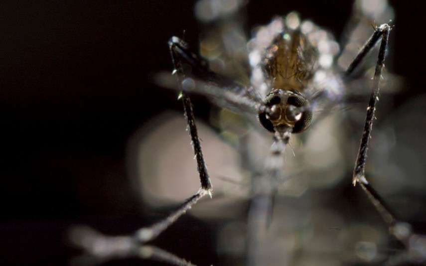 Mosquito A nova ameaça global