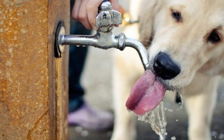 ALERTA temperaturas altas Não se esqueça do seu melhor amigo!
