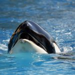Maior parque marinho da Europa encerrou hoje e procura destino para duas orcas