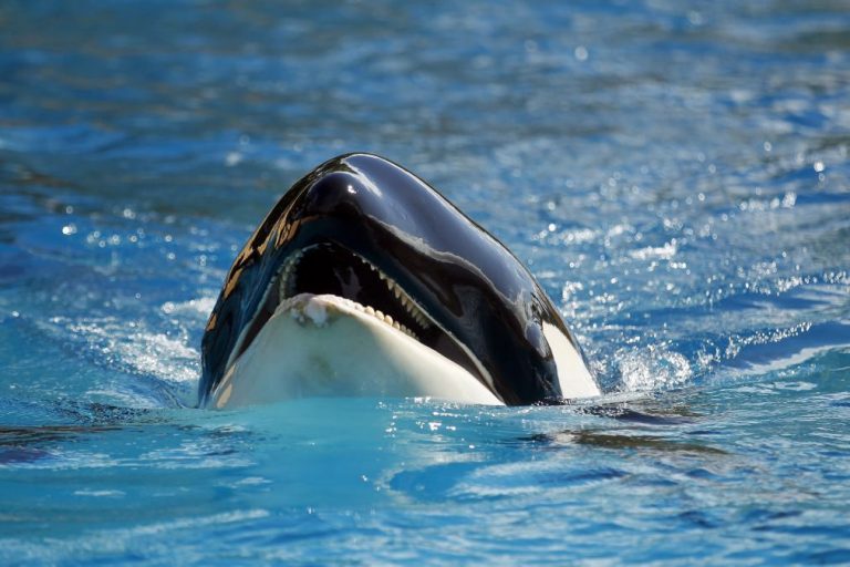 Maior parque marinho da Europa encerrou hoje e procura destino para duas orcas