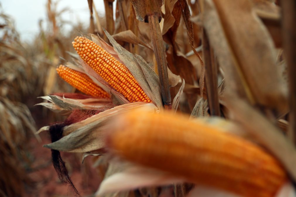 Produção de milho ficou quase 40% abaixo da média em Cabo Verde – FAO