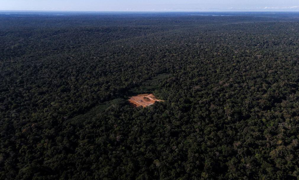 Desflorestação na Amazónia brasileira caiu 8,7% em 2025