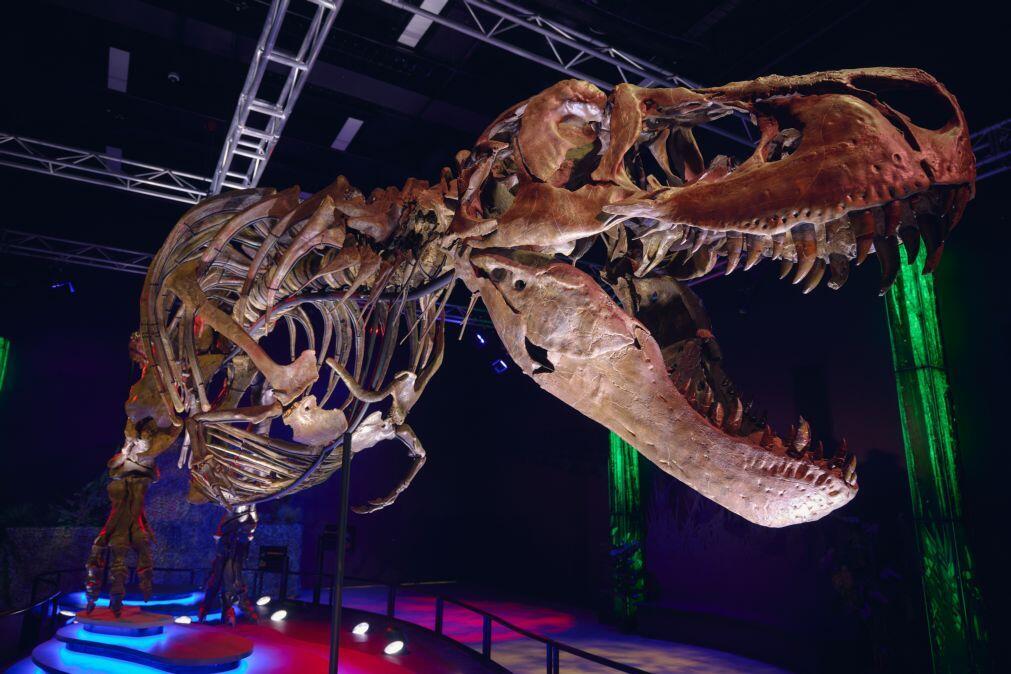 Novo estudo mostra que ‘rei dos dinossauros’ crescia até aos 40 anos