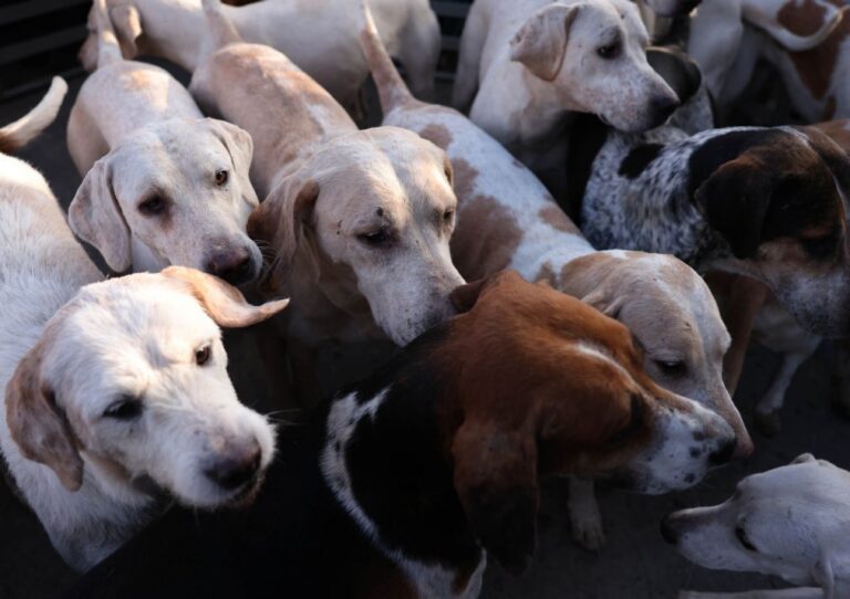Alguns cães conseguem expandir vocabulário ouvindo as conversas dos donos