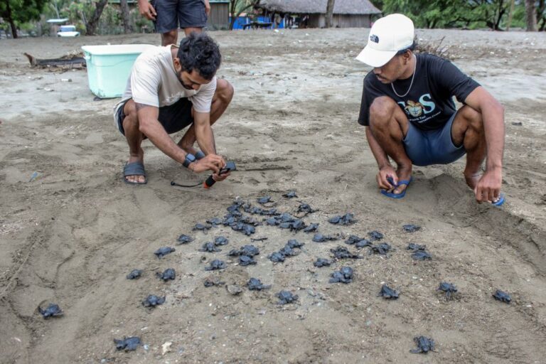 Jovens timorenses protegem ovos de tartarugas marinhas e libertam milhares para o mar