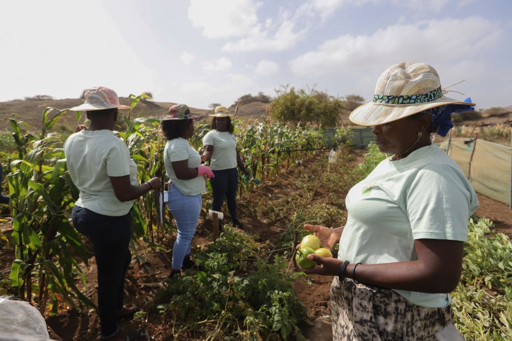 Após um ano a processar algas, cabo-verdianas colhem tomate e milho
