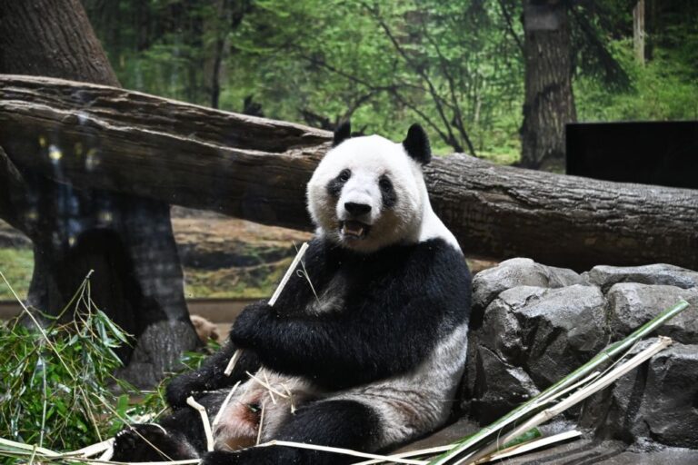 Japão despede-se dos últimos pandas, que regressam à China num contexto de tensão política