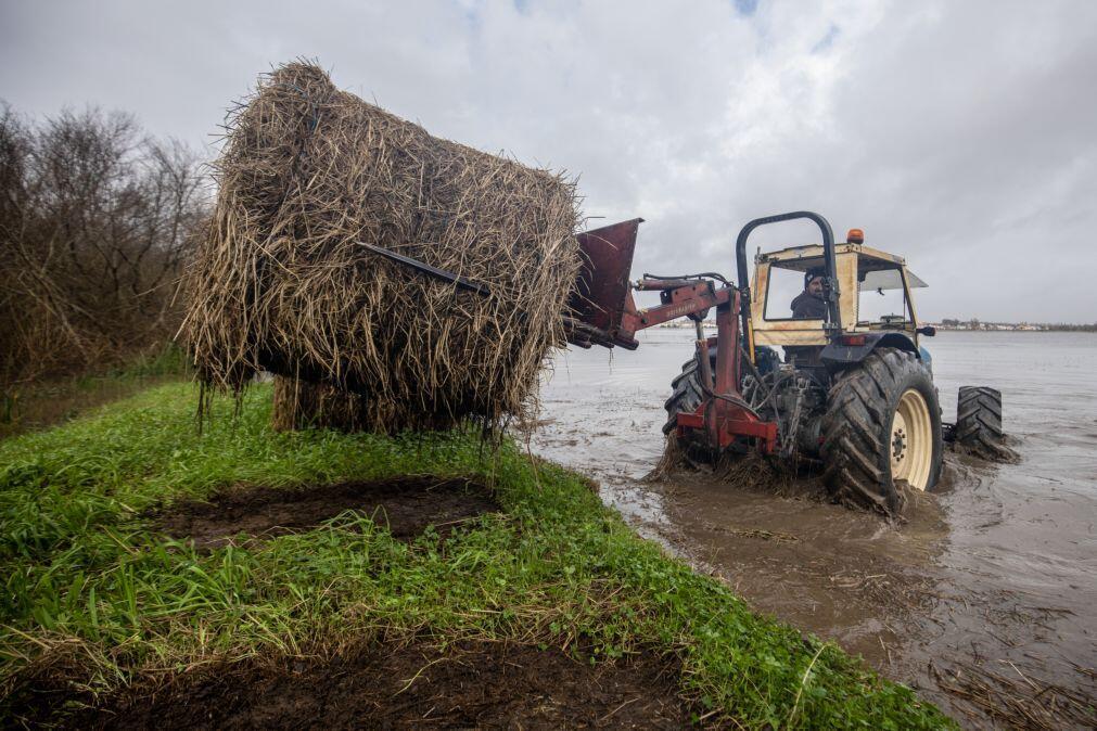 Ministério da Agricultura disponibiliza plataforma para sinalizar prejuízos