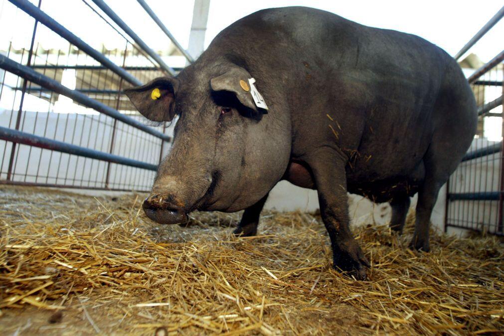 Peste suína africana leva ao abate de centenas de animais em província angolana
