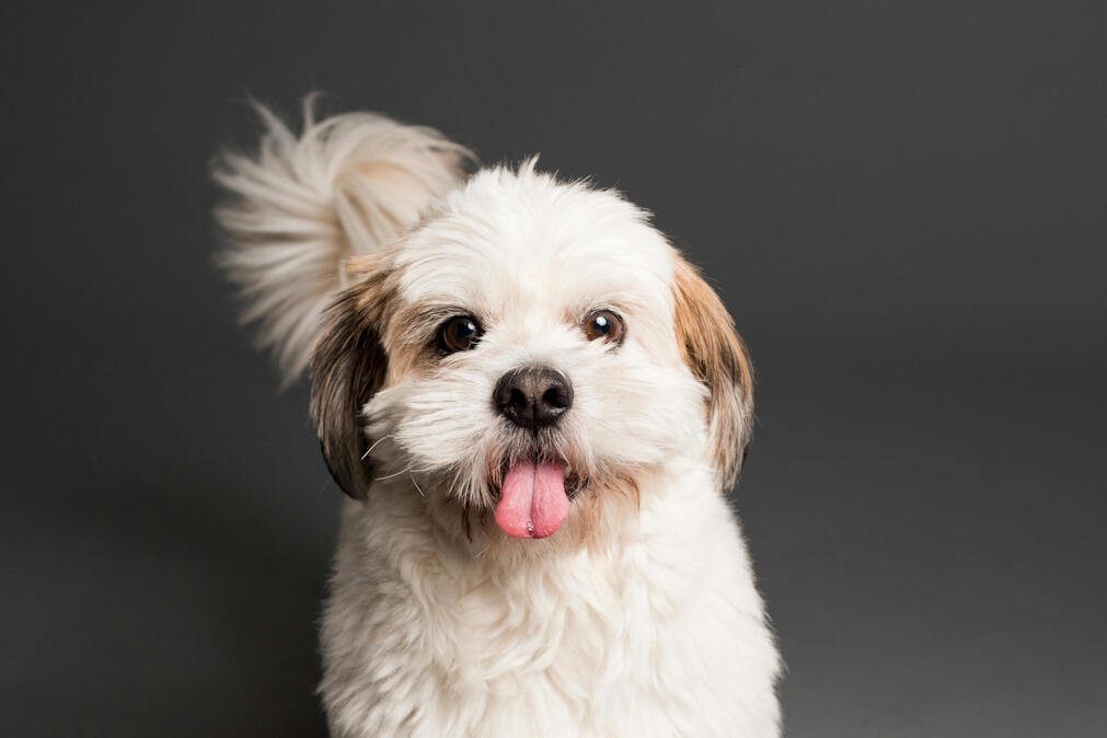 Polilaminina: A proteína brasileira que devolve movimentos a cães paralisados