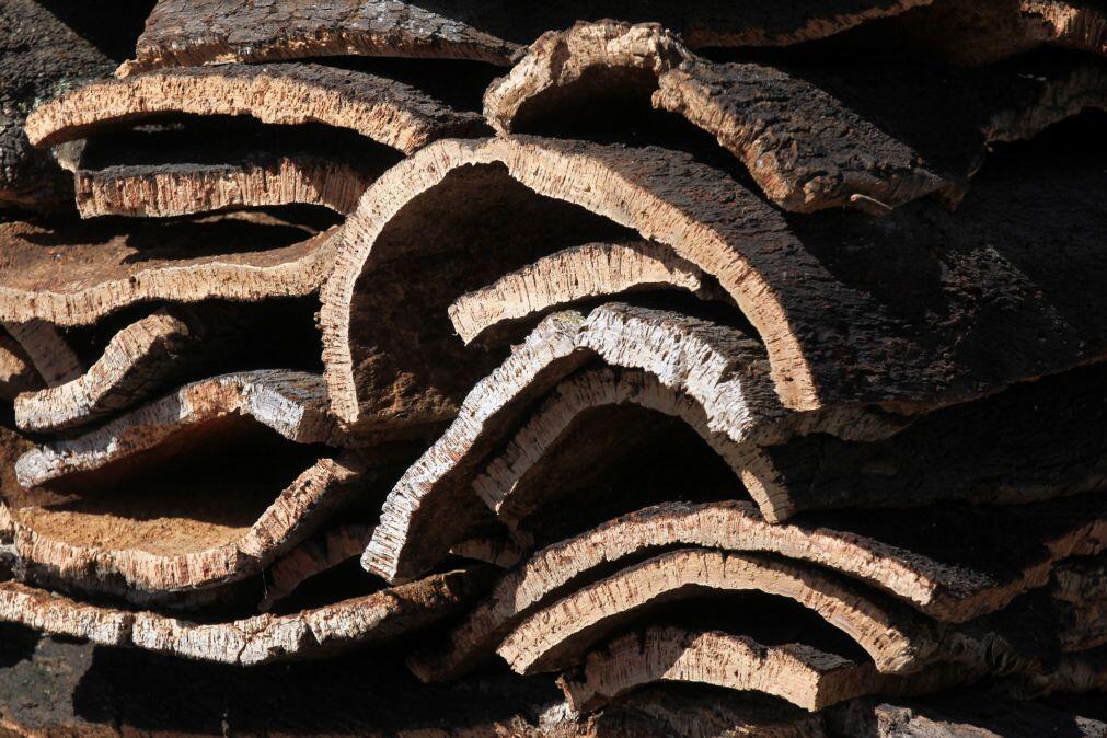 Lucro da Corticeira Amorim cai 20,3% para 55,6 ME em 2025