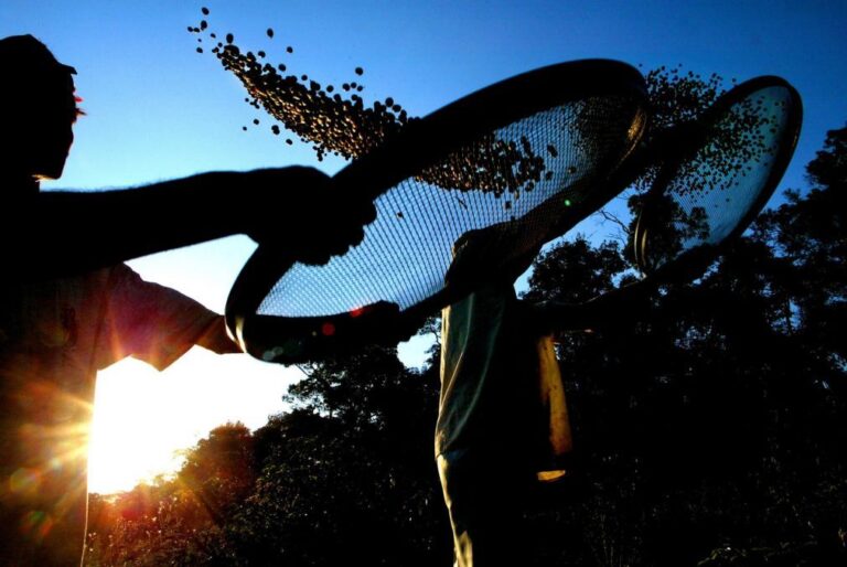 Exportações de café do Brasil em janeiro caem 30,8% para 2,78 milhões de sacas