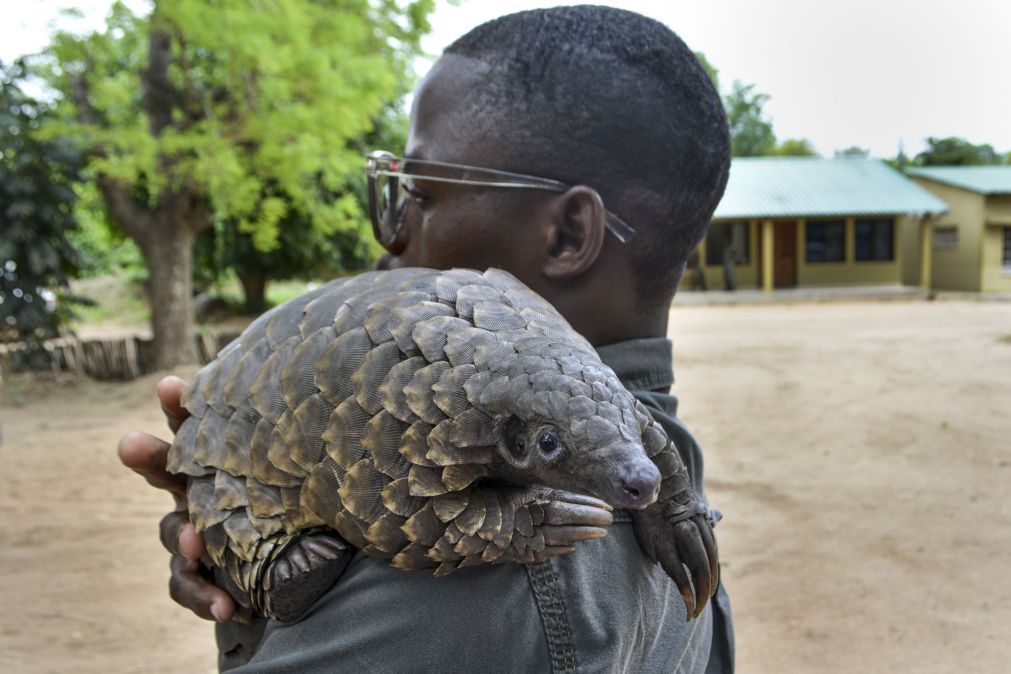 Moçambique entre principais países de origem de pangolins no comércio ilegal
