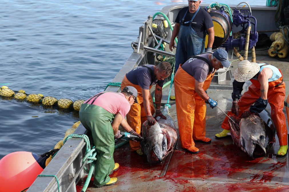 Quota de pesca do atum-rabilho aumenta 21% em 2026 – Governo Açores