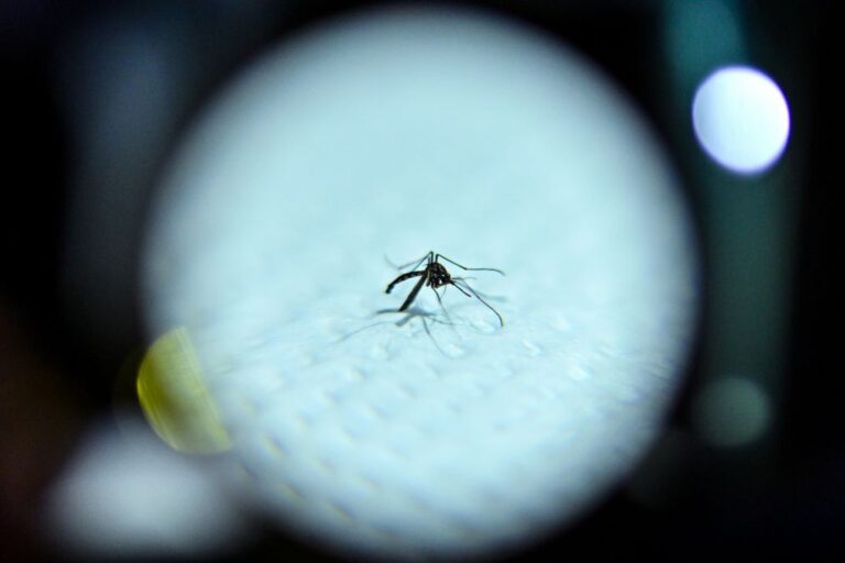 África concentra 95% dos casos mundiais e 96% das mortes por malária - UA