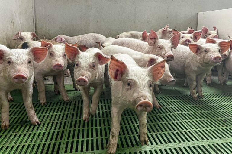Suinicultores apontam 